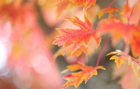 Wallpaper Leaves Glare Background Tree Branch Red Maple Autumn