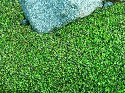 8 Ground Cover Plants And The Benefits Of Growing Them