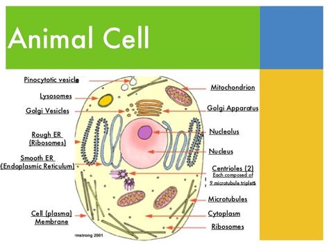 Is There A Vesicle In An Animal Cell Thrall Tivent