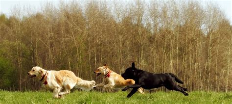 Group Dog Walking Run With Friends