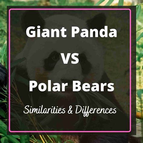 Giant Panda Vs Polar Bear Similarities And Differences
