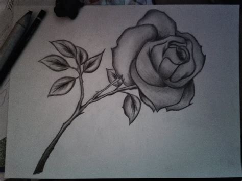Rose Flower Pencil Drawing Images Image Result For Rose Pencil