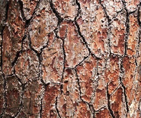 Texture Pine Tree Bark Stock Image Image Of Surface 85958957