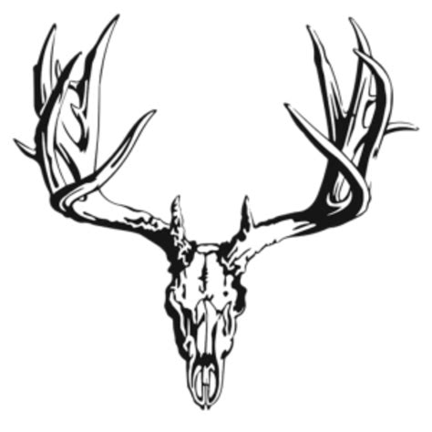 It has white color shade around its throat, eyes, nose, stomach and underside of its tail. White Tailed Deer Drawing | Free download on ClipArtMag