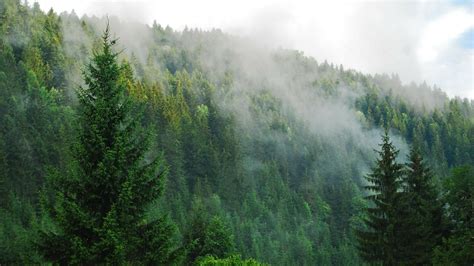 Fog Over The Forest Trees