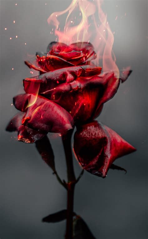 Download 950x1534 Wallpaper Burning Rose Red Iphone 950x1534 Hd