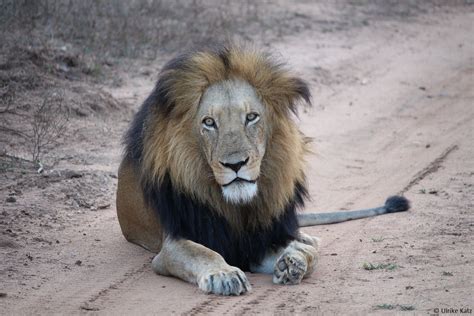 Alle tiere des parks kannst du in dem visitors guide sehen und hinter jedem tier ein häkchen setzen, wenn du es gesehen hast. Löwe auf Safari in Südafrika. | Safari, Südafrika