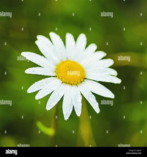 Wild Camomile Flower Stock Photo Alamy