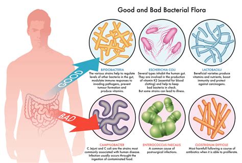 What Does Gut Flora Mean And How To Rebuild Gut Flora