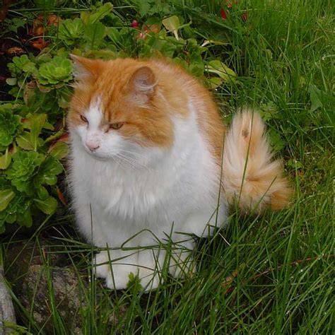 Norwegian Forest Cat Cat Breed