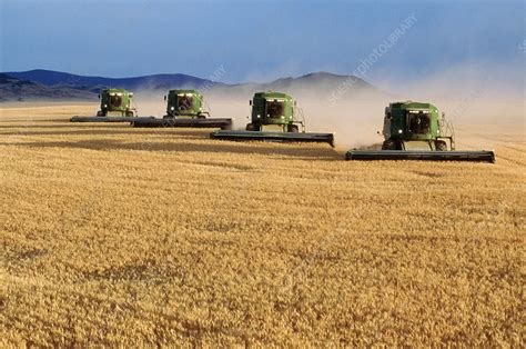 Combine Harvesters In A Field Of Wheat Stock Image E7700637