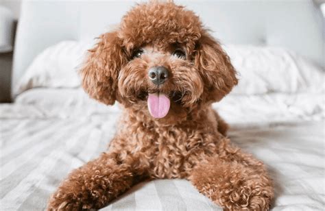 Poodle Dogs The Comprehensive Poodle Guide