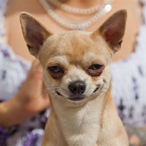 Cute Chihuahua Dogs Wallpapers Top Free Cute Chihuahua Dogs