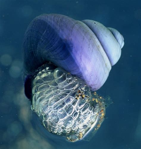 Violet Sea Snails Jane Darke