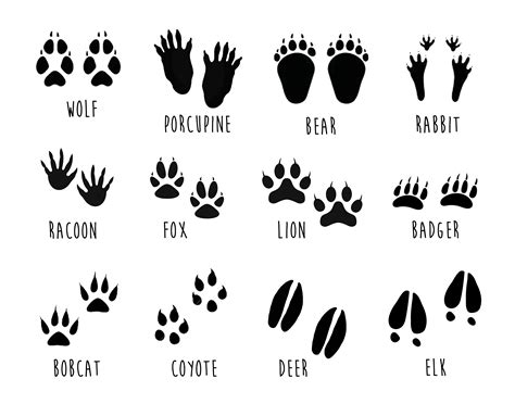 Printable Animal Tracks