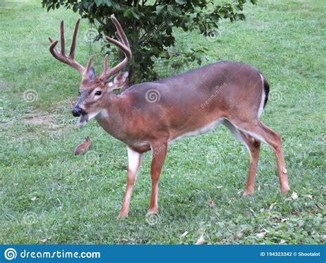 Ten Point Buck Whitetail Deer Stock Photo Image Of Visitor Buck
