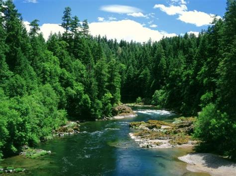 Free Download Home Nature Wallpapers Forest River Wallpaper Photography