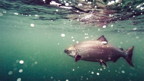 Wild King Salmon Fishing In June At Waterfall Resort