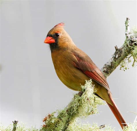 Northern Cardinal American Stunner The Finch Weekly