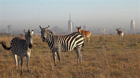 Nairobi National Park Kenya Safari Tour Africa