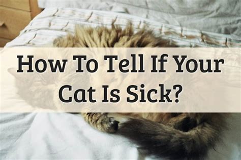 6 Tell Tale Signs That Your Cat May Be Sick 2022 Guide