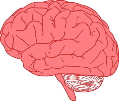 Cerebro Humano Cerebro Png Clipart Pngocean Sexiz Pix