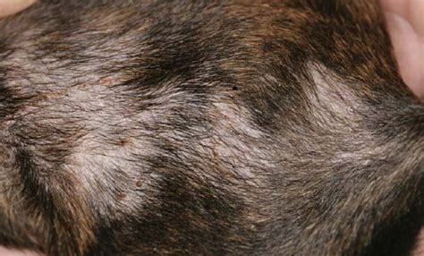 Your Dog Symptoms And Treatment Of Dermatitis Dog Health And Care