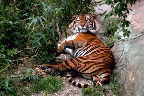 Free Picture Bengal Tiger