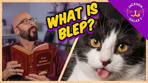 what is blep cat daddy dictionary youtube