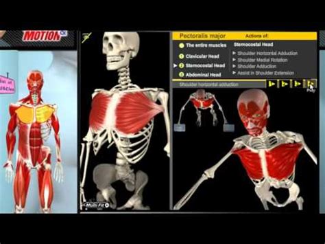 20 Muscle and Motion Anatomy of the Muscular System YouTube - YouTube