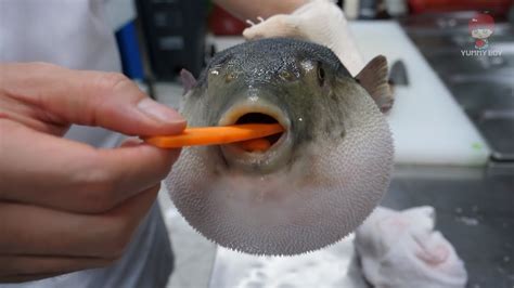 Puffer Fish Eating Carrot Youtube