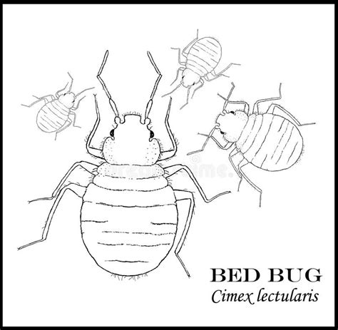 Bed Bug Illustrated Poster Stock Image Image Of Education 17370205