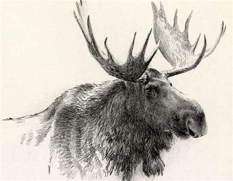 Robert Bateman Original Lithograph Bull Moose Moose Painting Moose