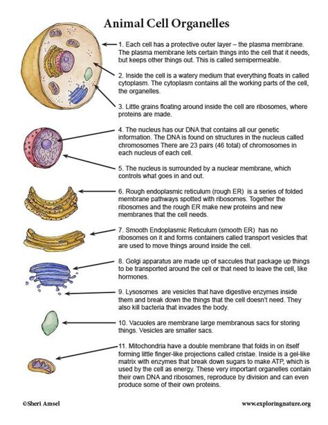 Cell division gizmo answer key new 2020 cell division answer key vocabulary: Cell Organelles Worksheet Answer Key - worksheet