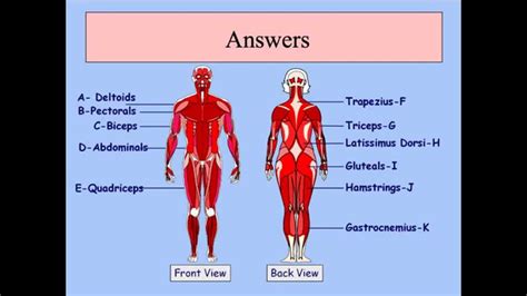 Gcse Pe Podcast Muscular System Youtube