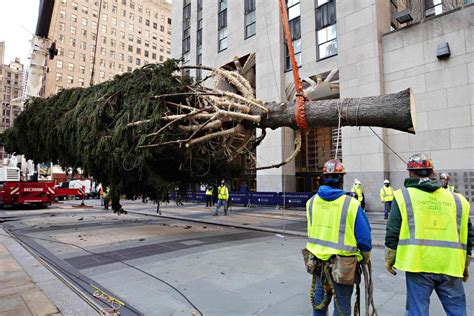 Watch The 2020 Rockefeller Center Christmas Tree Has Finally Arrived