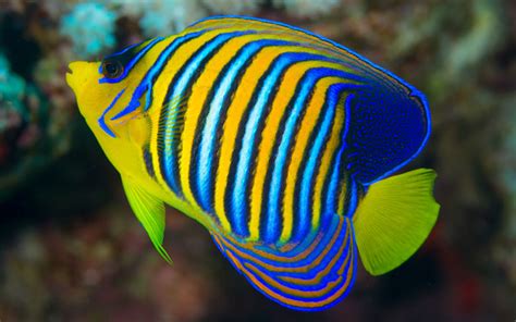 15 Most Beautiful Fish In The World You Can Keep In Your Aquarium