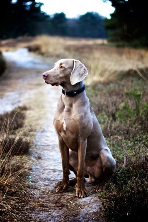 19 Best Images About Weimaraners On Pinterest Blue