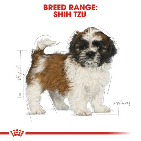 This is quite a huge variance in weight and you can expect that there will also be a big variance in the eventual sizes of the puppies. Buy Royal Canin Shih Tzu Puppy Dry Dog Food Online | Low ...