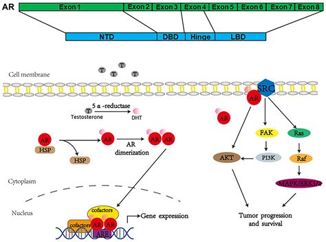 Frontiers The Role Of Androgen Receptor In Cross Talk Between Stromal Cells And Prostate