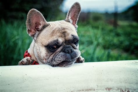 Thread herring, duck wings, green tripe, ground beef lung, ground beef organs, coconut oil, salmon oil. What You Need to Know About Feeding Your French Bulldog ...