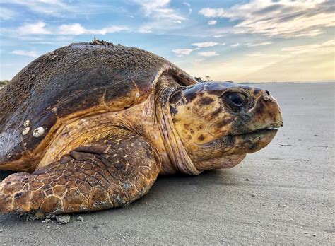 Rare Sea Turtles Smash Nesting Records In Georgia Carolinas
