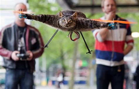 Man Turns Taxidermied Cat Into A Remote Controlled Quadrocopter Complex