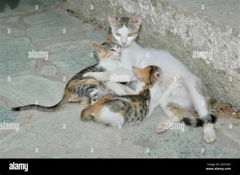 Greek Cats Mother And Kittens Greek Island Of Kos Stock Photo Alamy