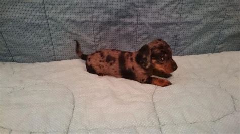 We began breeding almost 30 years ago, our. Emily Female AKC Mini Dachshund puppy for Sale in ...