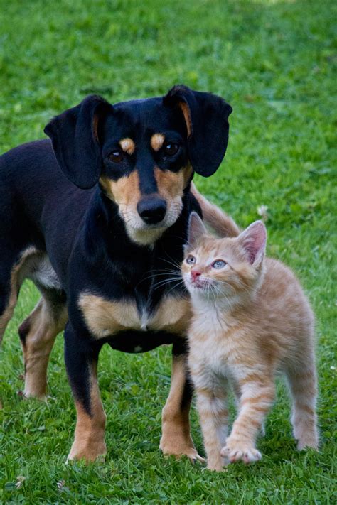 Cat And Dog Free Stock Photo Public Domain Pictures