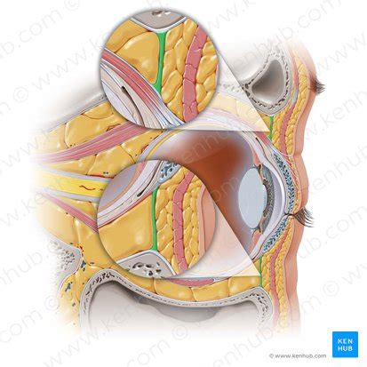 Lacrimal Gland Anatomy Supply And Function Kenhub