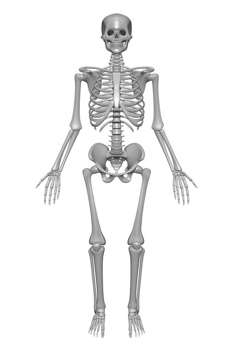 Esqueleto Humano Sistema Oseo Fisiohis Com Reverasite