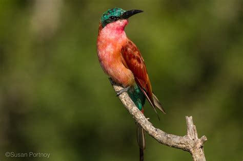 23 Beautiful Bird Photos From Around The World