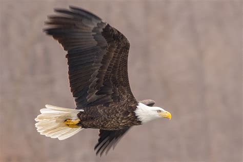 Eagle Pentax User Photo Gallery